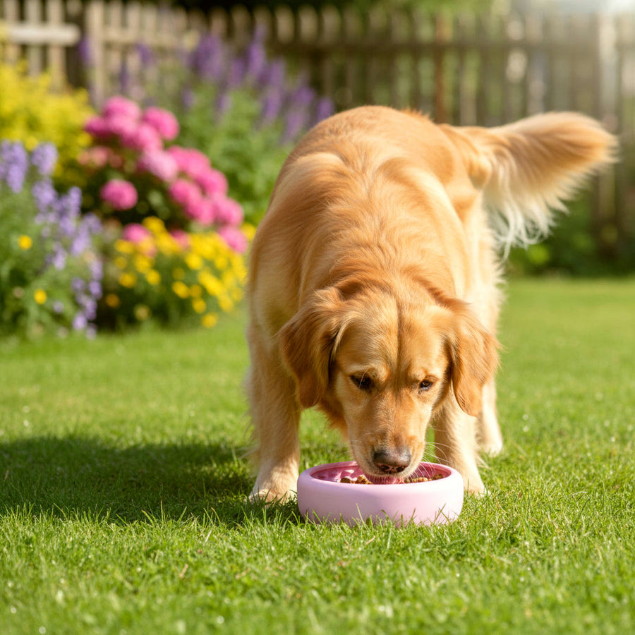Chien qui mange dans sa gamelle anti-glouton Gouloo