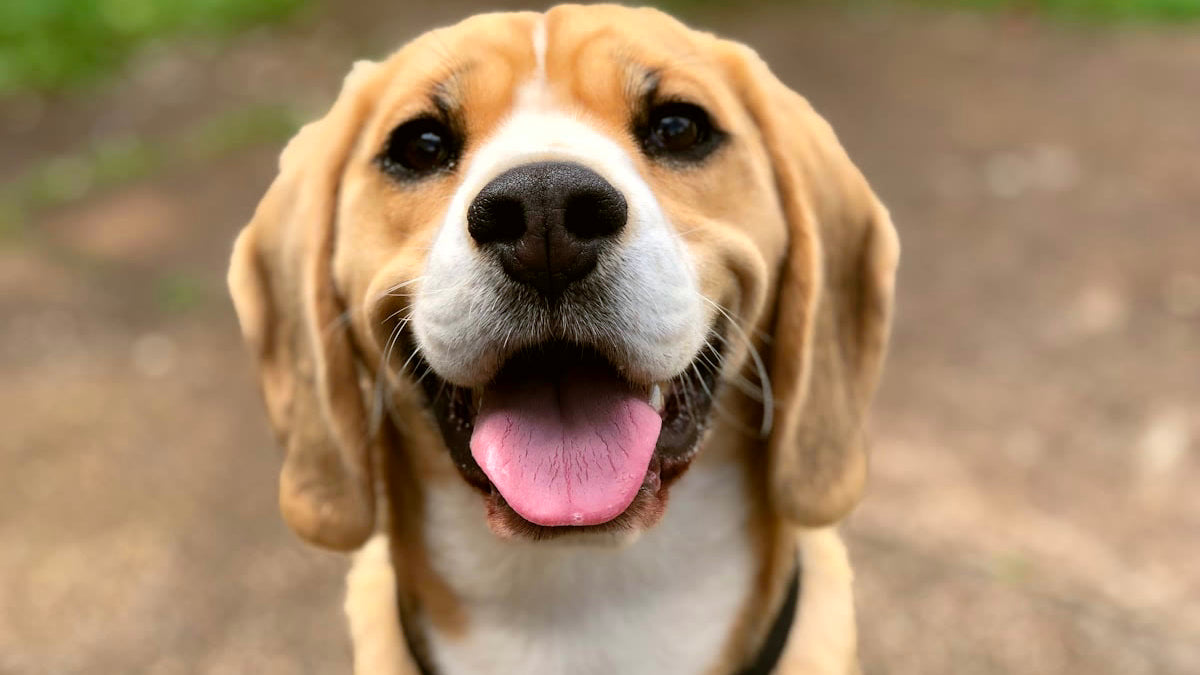Chien heureux